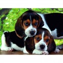 Puzzle 500 pezzi Cuccioli Beagle