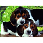 Puzzel 500 stukjes Beagle pups